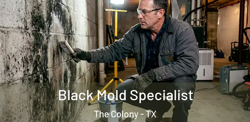  Black Mold Specialist The Colony - TX