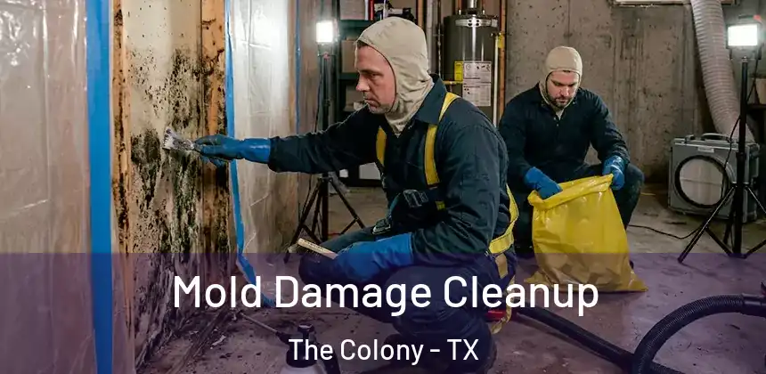  Mold Damage Cleanup The Colony - TX