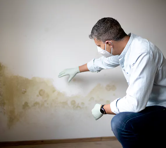 Mold Removal Service in The Colony, TX